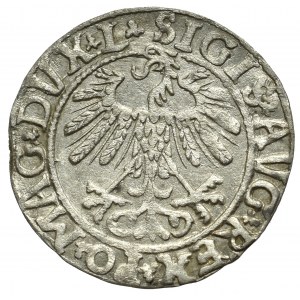 Zygmunt II August, Półgrosz 1558 Wilno - L/LITV