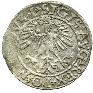 Sigismund II Augustus, Halfgroat 1565, Vilnius