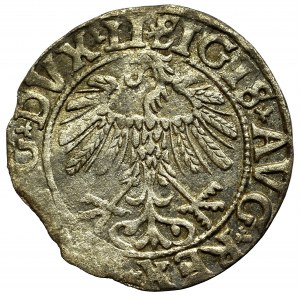 Sigismund II Augustus, Halfgroat 1558, Vilnius