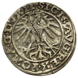 Sigismund II August, Half-groat 1557, Vilnius - LI/LITVA