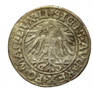 Sigismund II Augustus, Halfgroat 1547, Vilnius