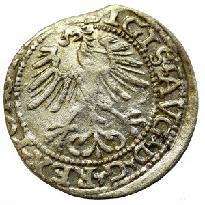 Sigismund II Augustus, Half-groat 1564, Vilnius, L/LITVA