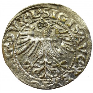 Zygmunt II August, Półgrosz 1563, Wilno - L/LITV DVCAT
