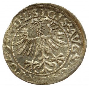 Sigismund II Augustus, Halfgroat 1563, Vilnius - L/LITV