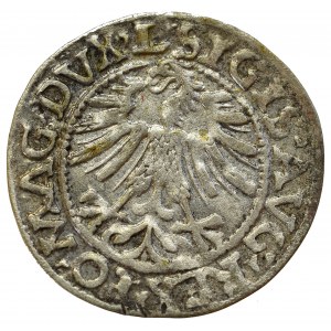 Sigismund II Augustus, Halfgroat 1562, Vilnius