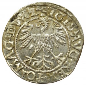 Sigismund II Augustus, Halfgroat 1560, Vilnius - LI/LITVA