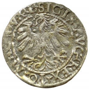 Sigismund II Augustus, Halfgroat 1559, Vilnius