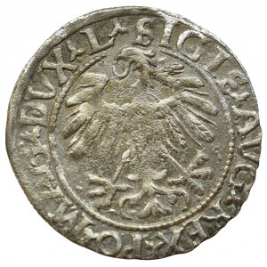 Sigismund II Augustus, Halfgroat 1559, Vilnius