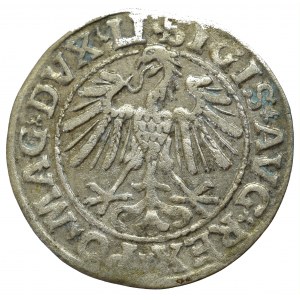 Sigismund II Augustus, Halfgroat 1547, Vilnius