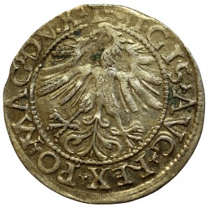 Sigismund II Augustus, Halfgroat 1562, Vilnius