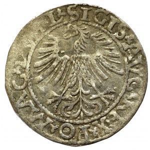 Sigismund II Augustus, Halfgroat 1562, Vilnius