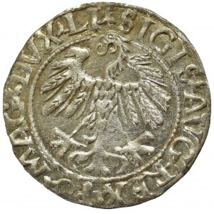 Sigismund II Augustus, Halfgroat 1559, Vilnius