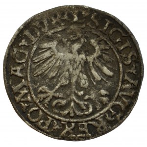 Sigismund II Augustus, Halfgroat 1560, Vilnius - LI/LITVA