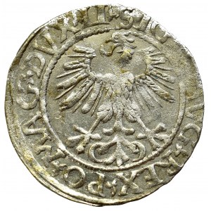 Zygmunt II August, Półgrosz 1561, Wilno - LI/LITVA