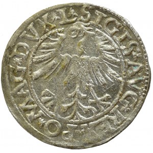 Sigismund II Augustus, Halfgroat 1563, Vilnius - L/LITV