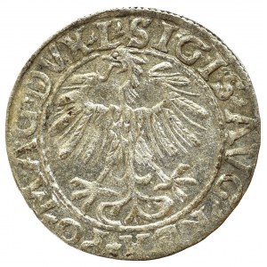 Sigismund II August, Half-groat 1557, Vilnius - LI/LITVA