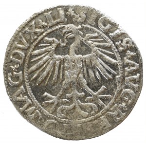 Sigismund II Augustus, Halfgroat 1551, Vilnius - LI/LITVA