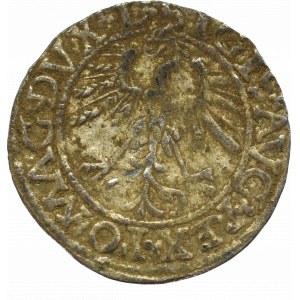 Sigismund II Augustus, Halfgroat 1562, Vilnius