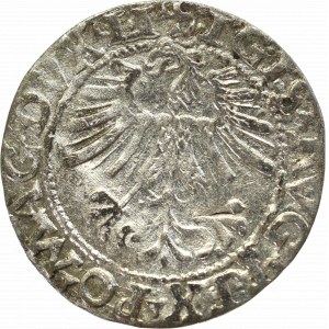 Zygmunt II August, Półgrosz 1562, Wilno - LI/LITV