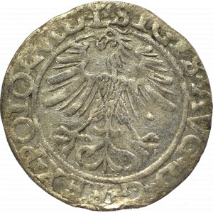 Zygmunt II August, Półgrosz 1565, Wilno - DVCT L/LITV