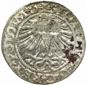 Sigismund II Augustus, Halfgroat 1565, Vilnius - L/LITV