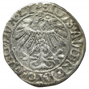 Zygmunt II August, Półgrosz 1558 Wilno - LI/LITVA