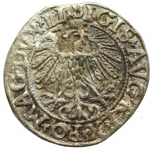 Sigismund II Augustus, Halfgroat 1558, Vilnius