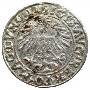 Sigismund II Augustus, Halfgroat 1556, Vilnius