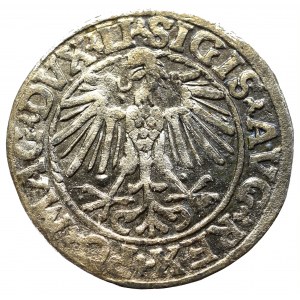 Sigismund II Augustus, Halfgroat 1548, Vilnius