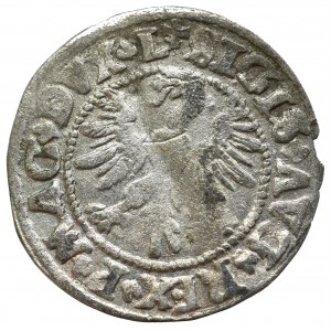 Sigismund II Augustus, Halfgroat 1546, Vilnius