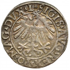 Sigismund II Augustus, Halfgroat 1558, Vilnius