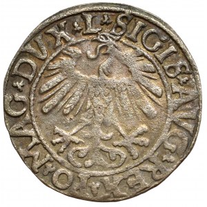 Zygmunt II August, Półgrosz 1558 Wilno - L/LITV