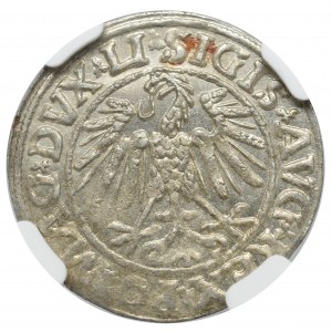 Zygmunt II August, Półgrosz 1547, Wilno - LI/LITVA NGC MS65