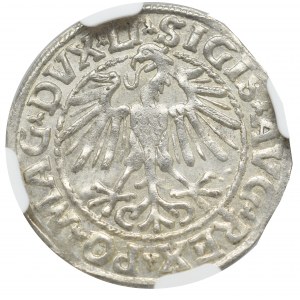 Sigismund II Augustus, Halfgroat 1548, Vilnius - LI/LITVA NGC MS64