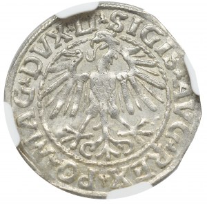 Zygmunt II August, Półgrosz 1548, Wilno - LI/LITVA NGC MS64
