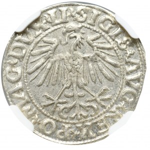 Sigismund II Augustus, Halfgroat 1549, Vilnius - LI/LITVA NGC MS65