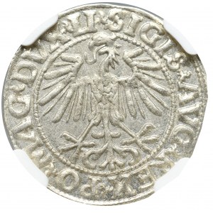 Zygmunt II August, Półgrosz 1549 Wilno - LI/LITVA NGC MS65