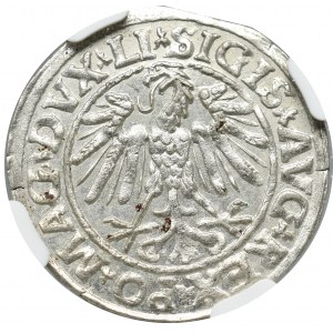 Zygmunt II August, Półgrosz 1547, Wilno - LI/LITVA NGC MS65