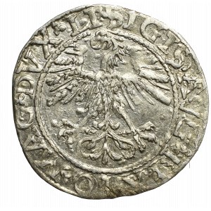 Sigismund II Augustus, Halfgroat 1562, Vilnius