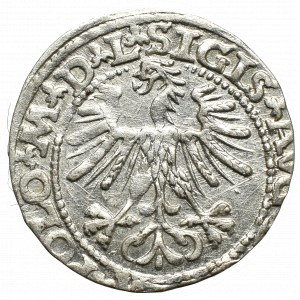 Sigismund II Augustus, Halfgroat 1563, Vilnius - L/LITVA