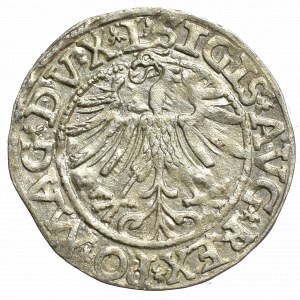 Zygmunt II August, Półgrosz 1563, Wilno - nieopisany pisana 3