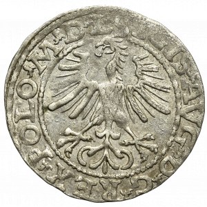 Zygmunt II August, Półgrosz 1564, Wilno, L/LITVA