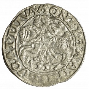 Zygmunt II August, Półgrosz 1557, Wilno - LI/LITVA rzadszy