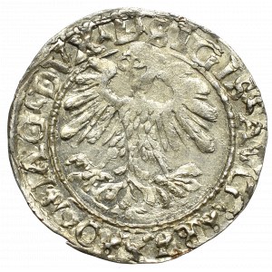 Sigismund II Augustus, Halfgroat 1559, Vilnius