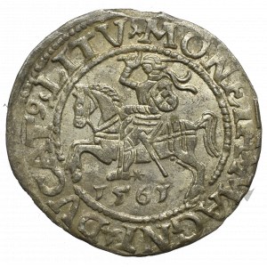 Sigismund II Augustus, Halfgroat 1565, Vilnius