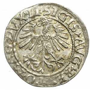 Zygmunt II August, Półgrosz 1561, Wilno - LI/LITV