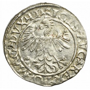 Sigismund II Augustus, Halfgroat 1560, Vilnius - LI/LITVA