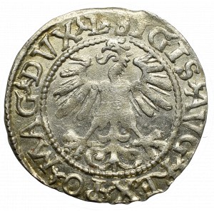 Sigismund II Augustus, Halfgroat 1560, Vilnius - LI/LITVA