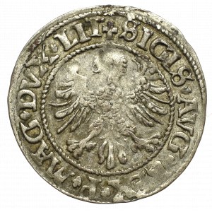 Sigismund II Augustus, Halfgroat 1545, Vilnius - LIT/LITV