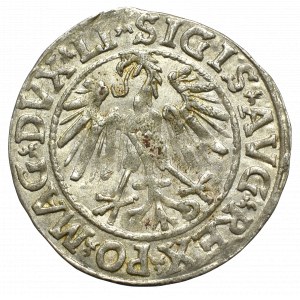 Sigismund II Augustus, Halfgroat 1546, Vilnius - LI/LITVA